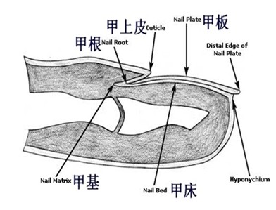 指甲的结构